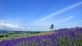 人狗鸡巴抽插进去了视频日本一地6日游  境外旅游 6880元/人